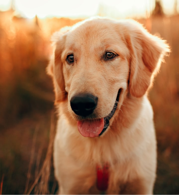 Happy Dog