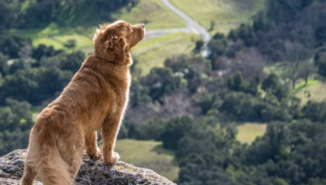 Dog Food Diet Guide 2023