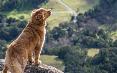 Dog Food Diet Guide 2023
