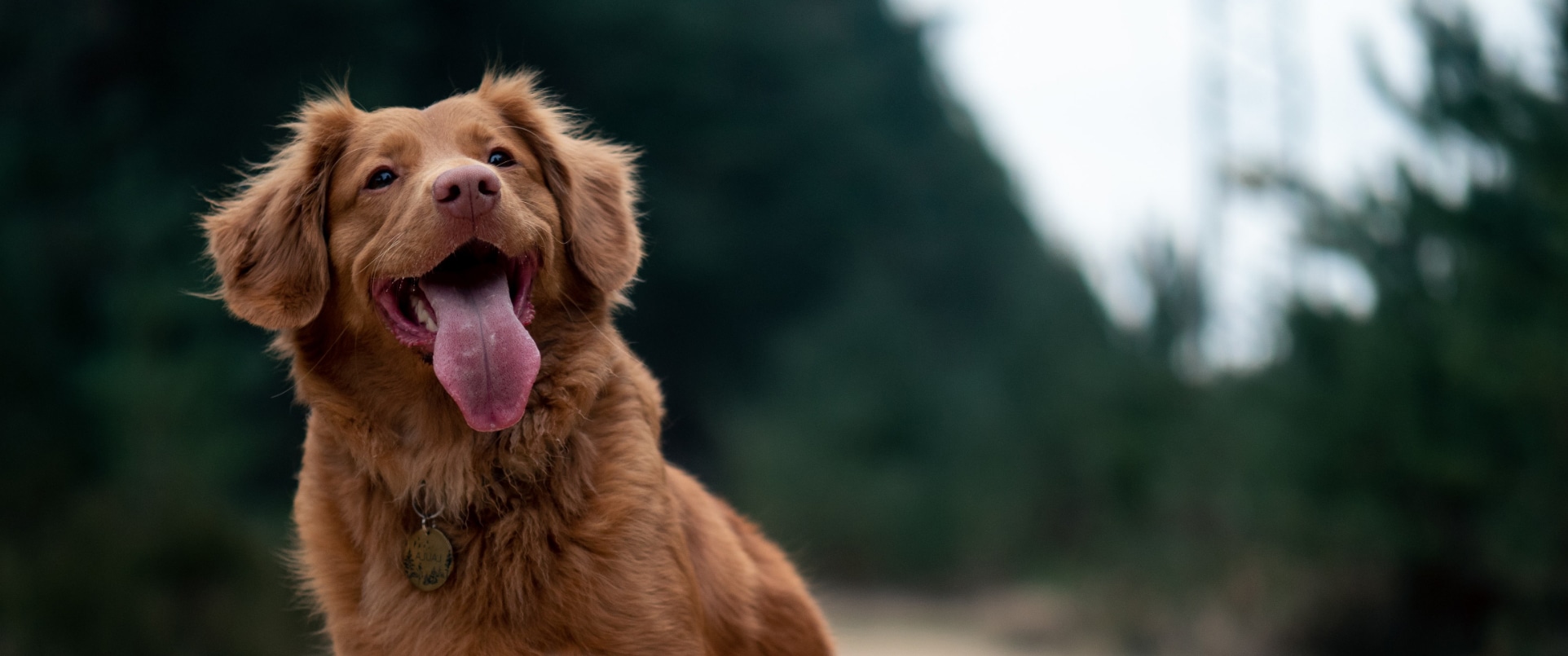 Happy dog 2