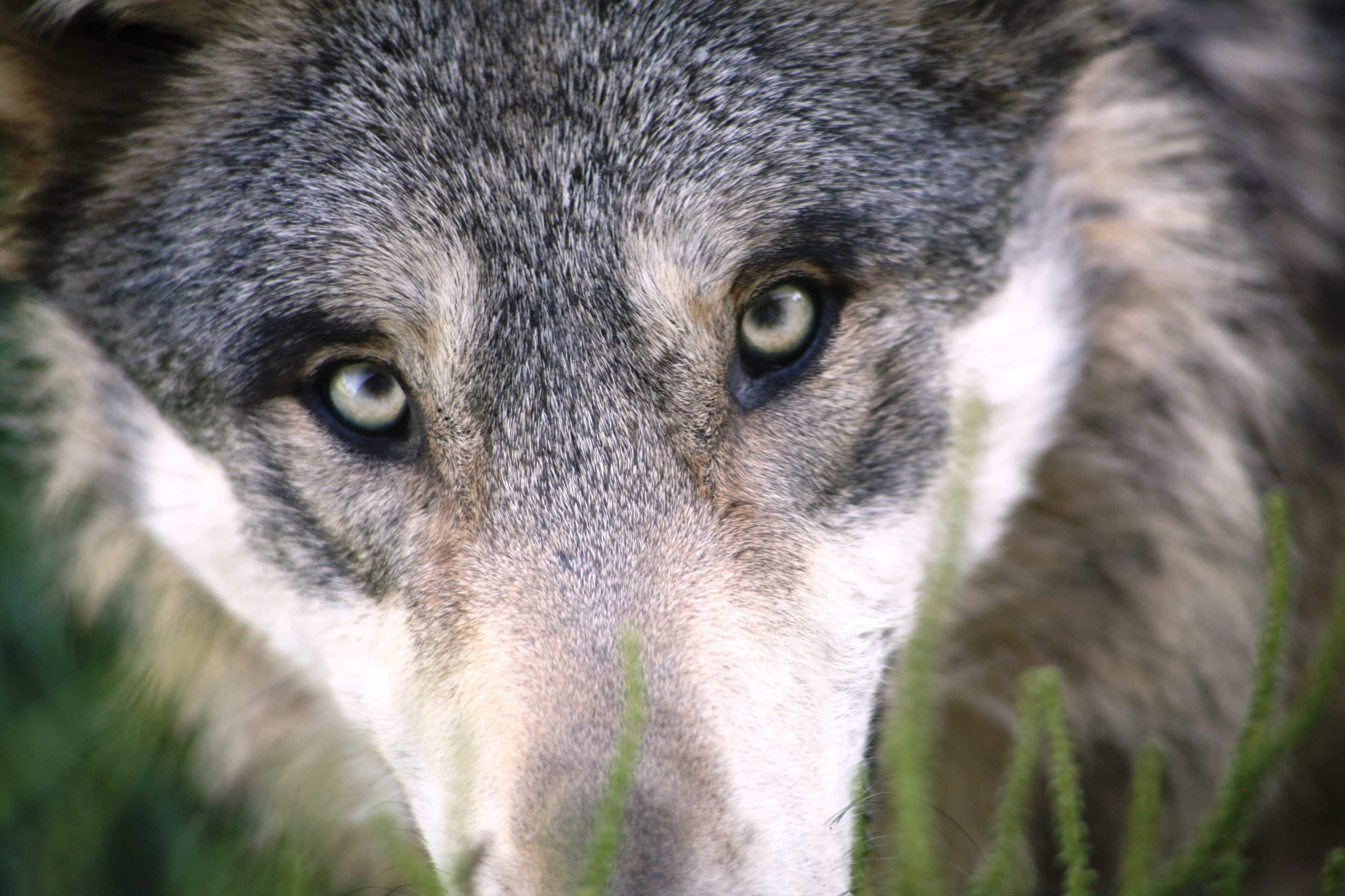 A Wolf Looking At You