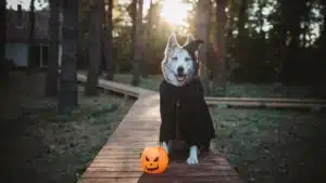 A black and white dog in a forest wearing a black cloak and a carved pumpkin.