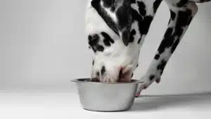 A black and white Dalmatian eating from a metal bowl.