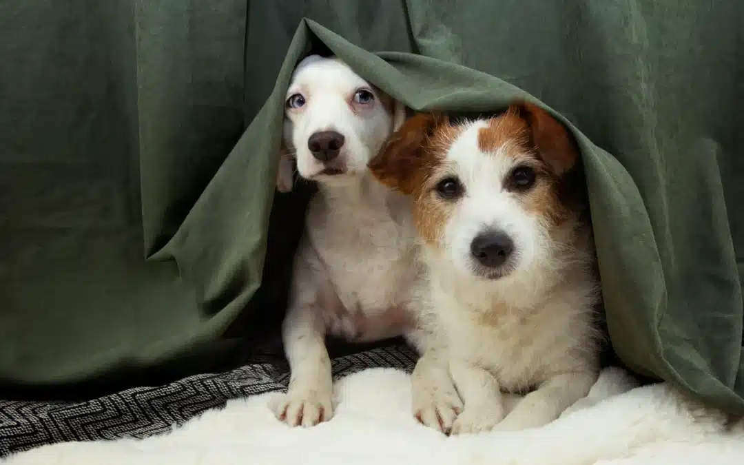 Two white dogs hiding under a green blanket.