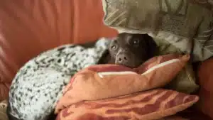 A brown and white dog on top of orange pillows.