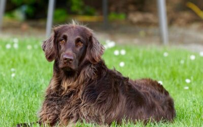 Best Dog Food in Ireland: A Complete Guide for Irish Dog Owners