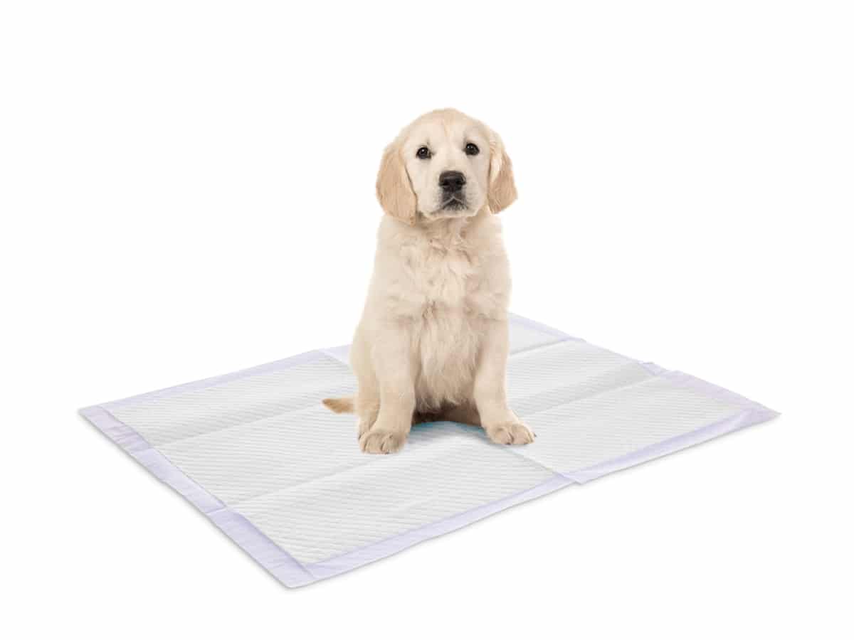 Puppy Training Pads - Large - Image 2
