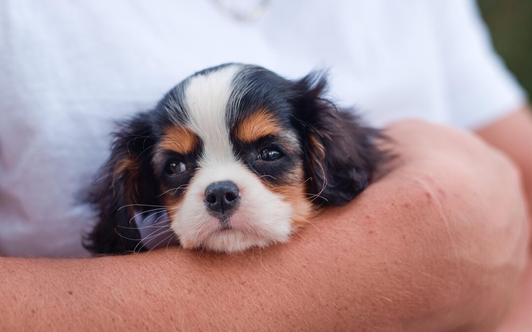 Best Puppy Food Ireland – Simple Guide For Healthy Growth