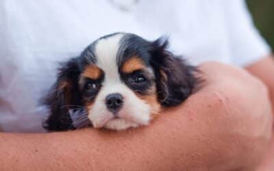 Best Puppy Food Ireland – Simple Guide For Healthy Growth