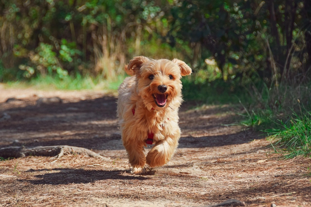 puppy food in ireland