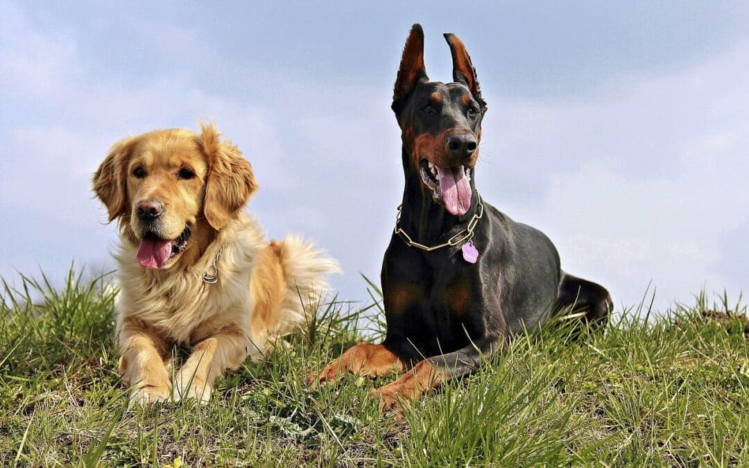 Best Natural Dog Food Northern Ireland
