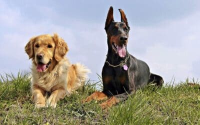 Best Natural Dog Food Northern Ireland