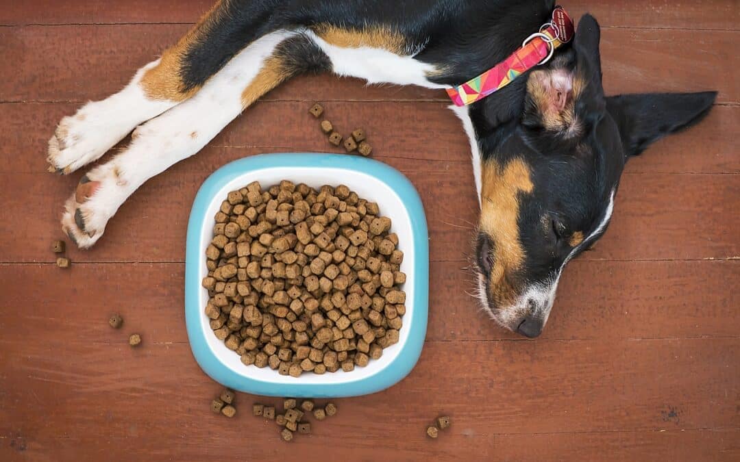 Wet vs Dry Dog Food: Which Is Best for Your Dog?