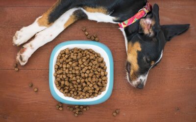 Wet vs Dry Dog Food: Which Is Best for Your Dog?