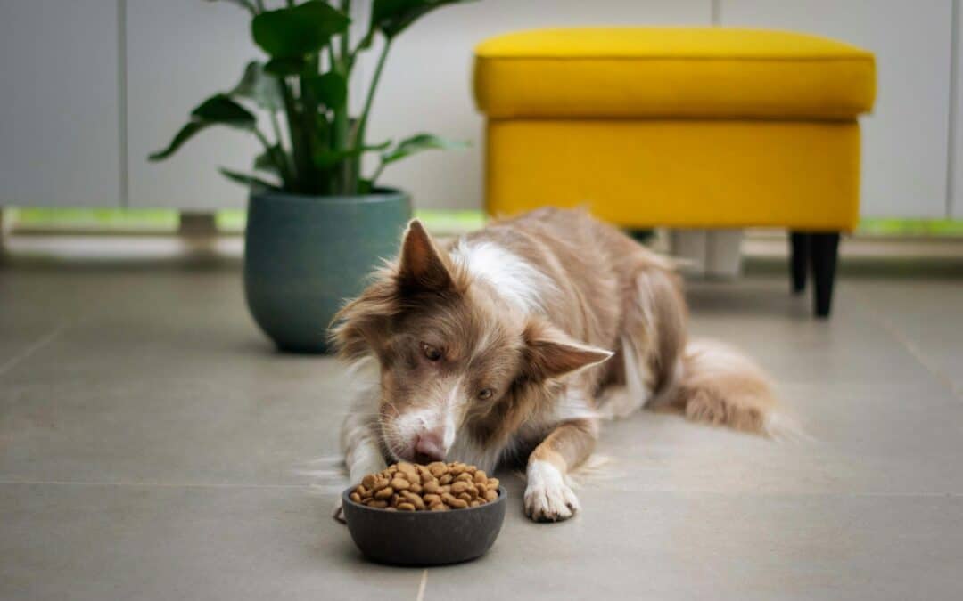 Is Grain-Free Food Good for Dogs?