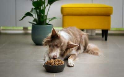 Is Grain-Free Food Good for Dogs?