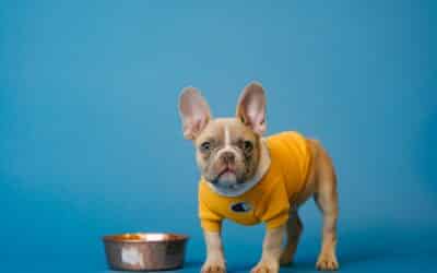 Is Raw Food Better for Dogs?