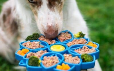 Benefits of Raw Dog Food: A Simple Guide for Dog Owners