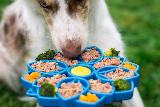 Benefits of Raw Dog Food: A Simple Guide for Dog Owners