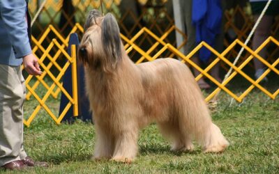 Ransconi at Major Pet Industry Events: Crufts, Interzoo and Leading Dog Shows
