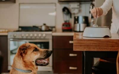 Can You Refreeze Raw Dog Food? A Simple Guide for Pet Owners