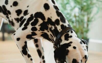 How Long Can Raw Dog Food Stay in the Fridge? A Simple Guide for Pet Owners