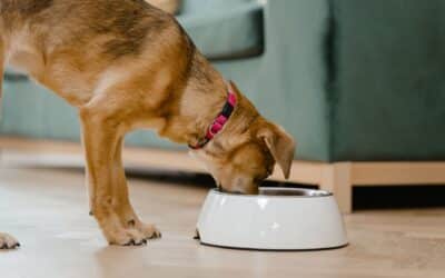Can You Cook Raw Dog Food? A Simple Guide for Dog Owners