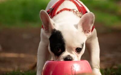 Can You Mix Raw and Cooked Dry Food?