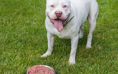 How to Defrost Raw Dog Food Quickly: A Simple Guide for Pet Owners